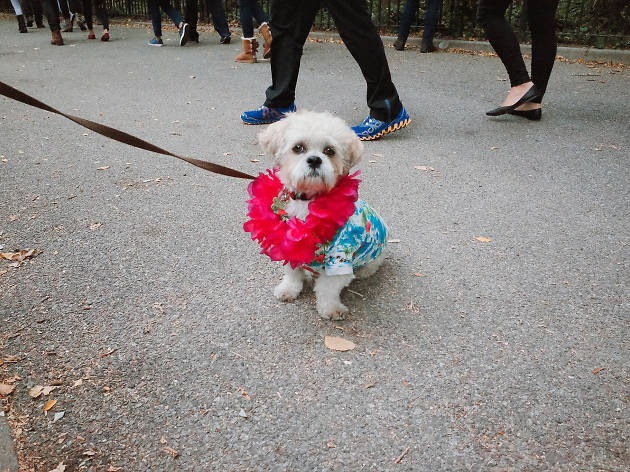 Tompkins Square Park Halloween Dog Parade 2015 photo: Aaron Berger (@aaronbergerfoto)