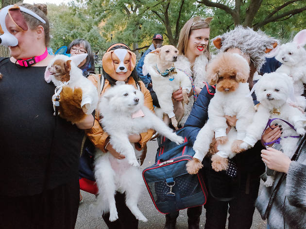 Tompkins Square Park Halloween Dog Parade 2015 photo: Aaron Berger (@aaronbergerfoto)