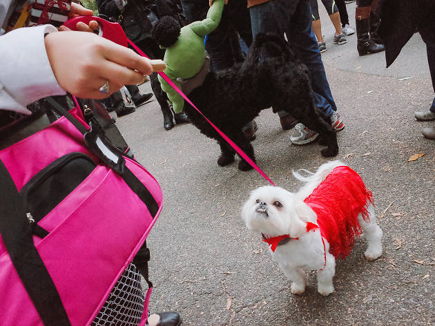 Tompkins Square Park Halloween Dog Parade 2015 photo: Aaron Berger (@aaronbergerfoto)