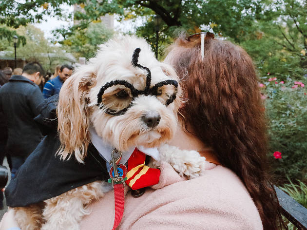 Tompkins Square Park Halloween Dog Parade 2015 photo: Aaron Berger (@aaronbergerfoto)