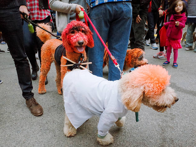 Tompkins Square Park Halloween Dog Parade 2015 photo: Aaron Berger (@aaronbergerfoto)