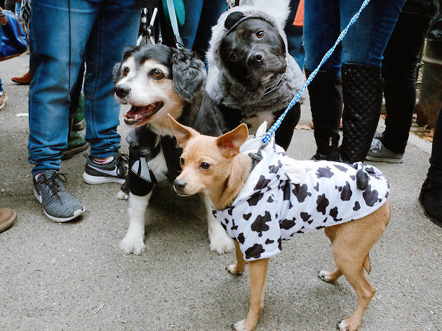 Tompkins Square Park Halloween Dog Parade 2015 photo: Aaron Berger (@aaronbergerfoto)
