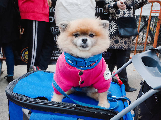 Tompkins Square Park Halloween Dog Parade 2015 photo: Aaron Berger (@aaronbergerfoto)