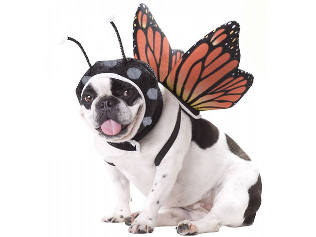 Los mejores disfraces de Halloween para tu mascota Los mejores disfraces de Halloween para tu mascota
