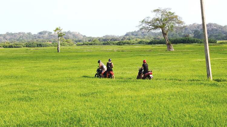 Explore the paddy fields