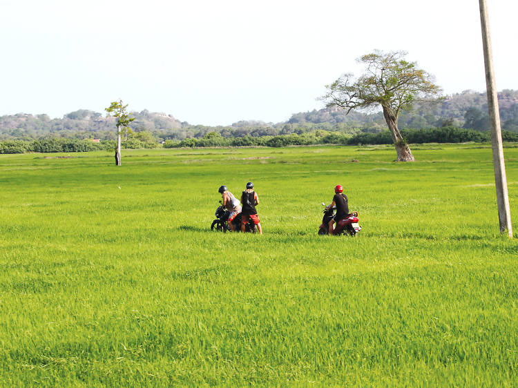 Explore the paddy fields