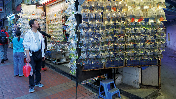 Tung Choi Street goldfish market