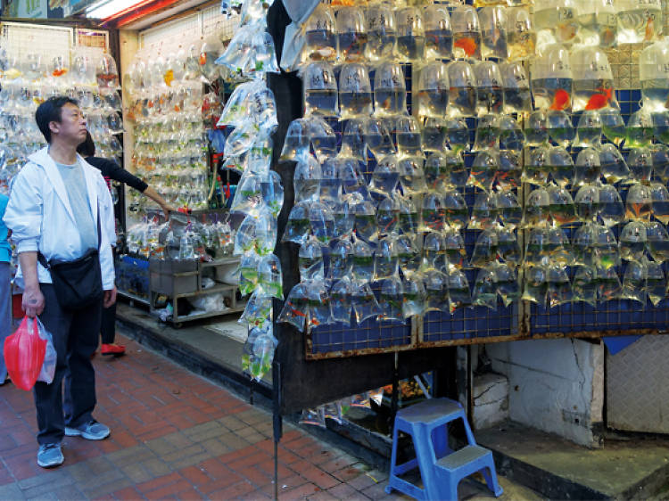 Tung Choi Street goldfish market