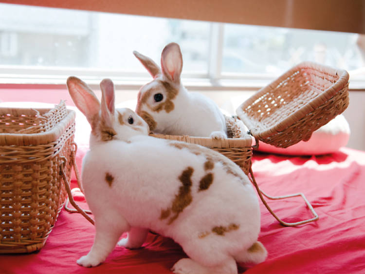 Bunny café in Tokyo