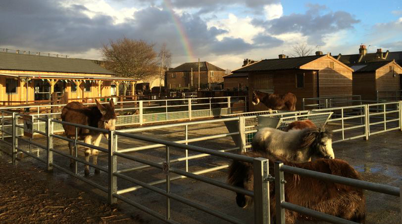 Best City Farms In London For Spotting Super Cute Animals