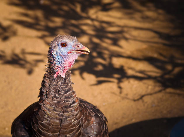 Chicago topics to avoid at the Thanksgiving table Chicago topics to avoid at the Thanksgiving table