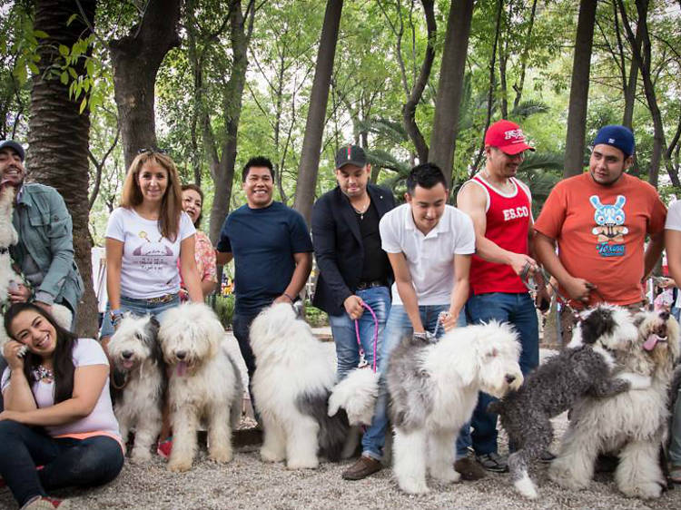 Foto: Cortesía Viejo Pastor Inglés de México