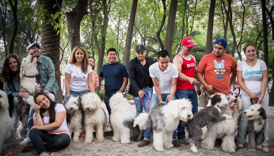 Cuidados del antiguo perro pastor inglés