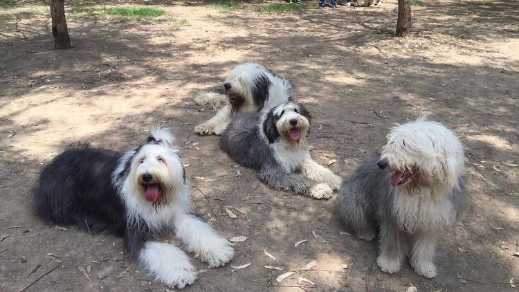 Cuidados del antiguo perro pastor inglés