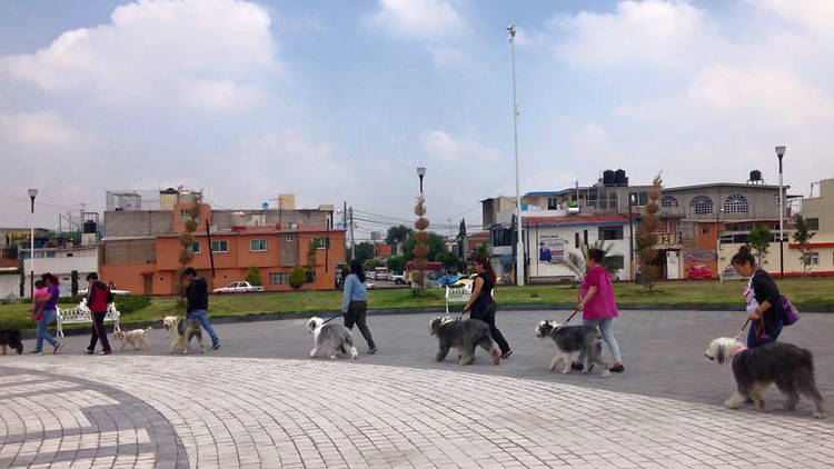 Viejo Pastor Ingles de México