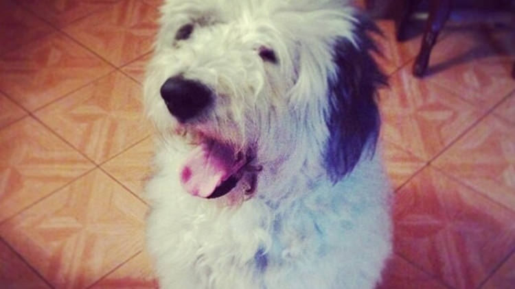  El Viejo Perro Pastor Ingles Mexican English Sheepdog