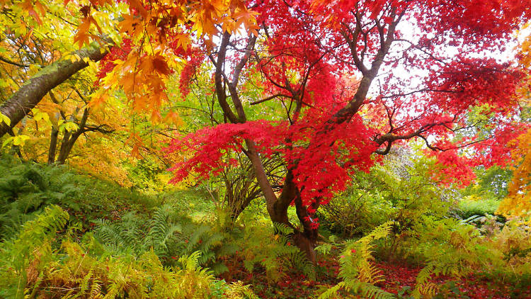 The ultimate autumn walk