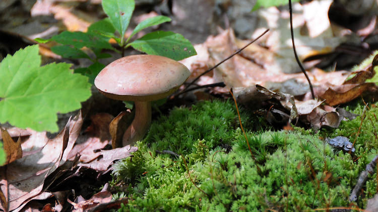 The foraging excursion