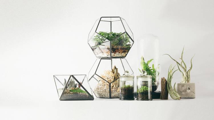 Terrariums