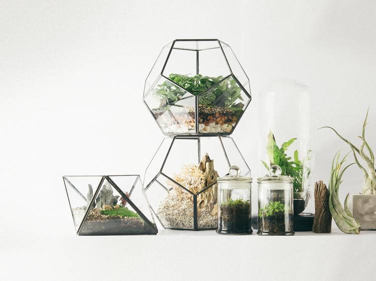 Terrariums