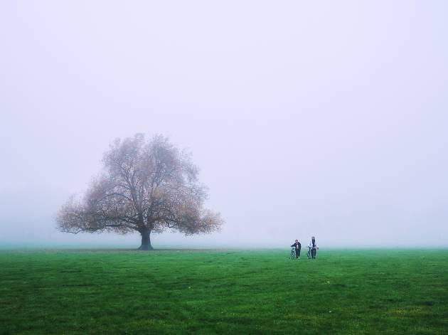 Fog in Peckham Rye Park, south London. Fog in Peckham Rye Park, south London.
