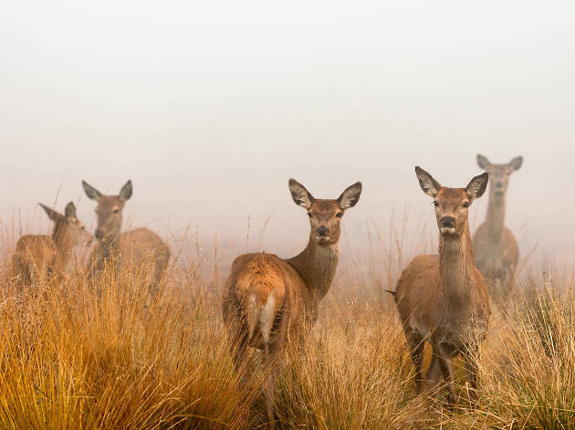Red deer in the mist at Richmond Park, London. Red deer in the mist at Richmond Park, London.