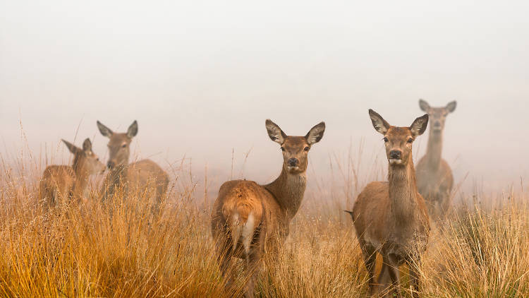 Red deer in the mist