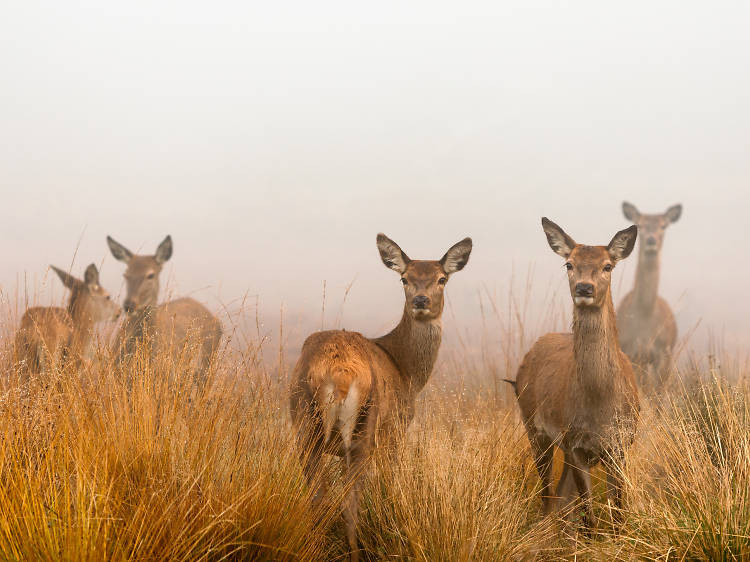 Red deer in the mist