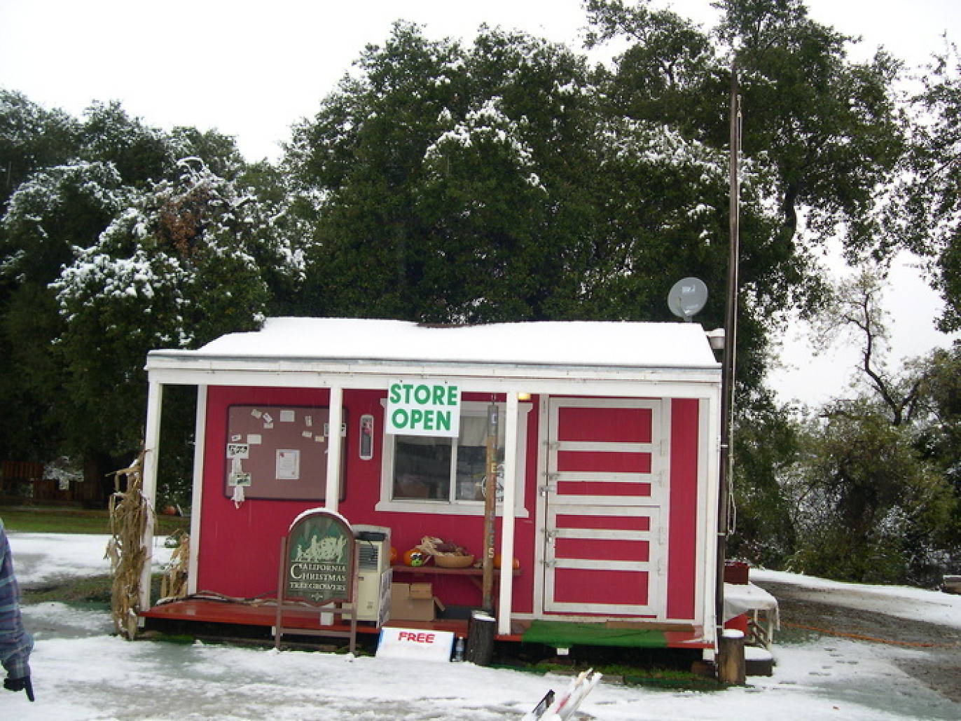 Where You Can Buy Christmas Trees in Los Angeles