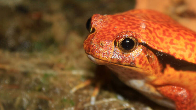 Ranas del Zoo