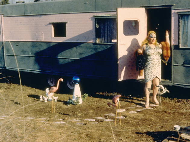 Pink Flamingos Pink Flamingos
