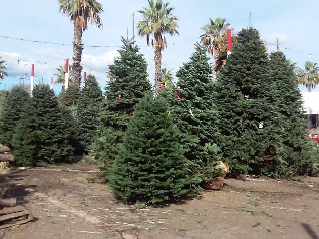 Shawn's Christmas Trees