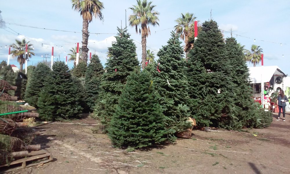 Where You Can Buy Christmas Trees in Los Angeles