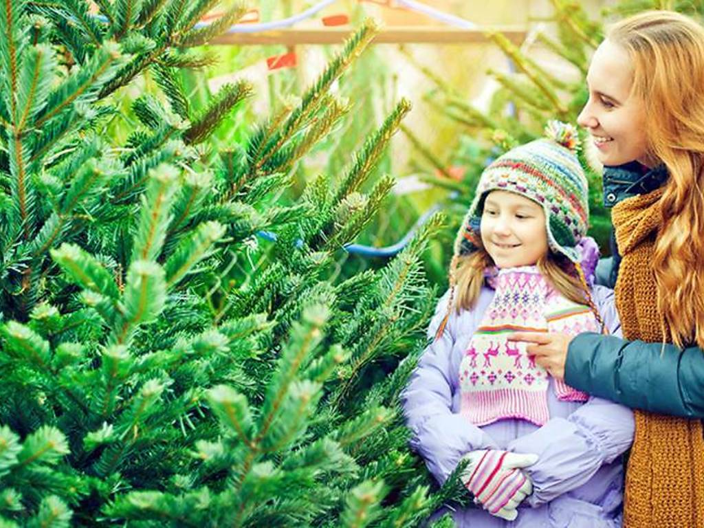 Where You Can Buy Christmas Trees in Los Angeles