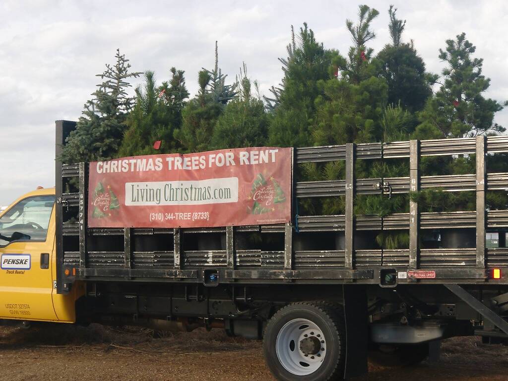 Where You Can Buy Christmas Trees in Los Angeles