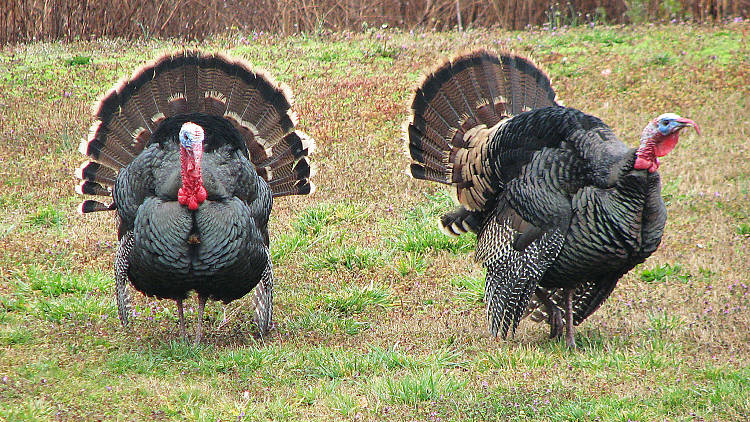 Don't be a turkey! Avoid these 12 topics a the dinner table.