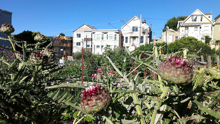 Potrero Hill Community Garden