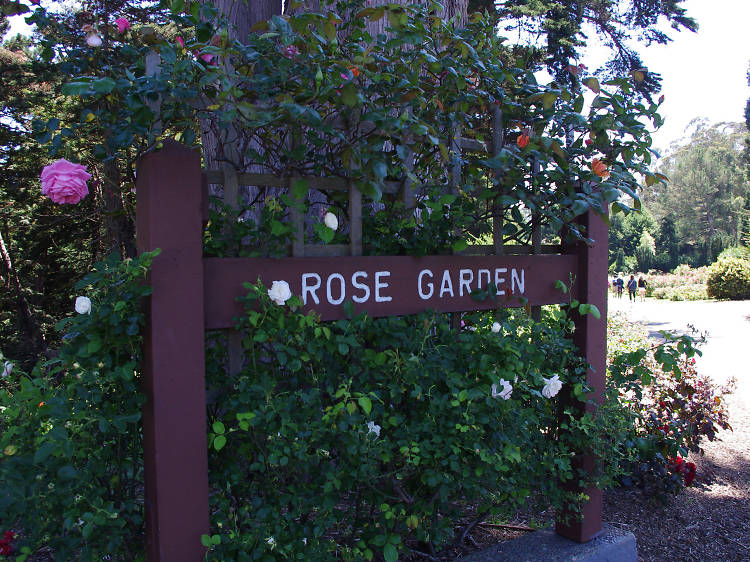 Rose Garden