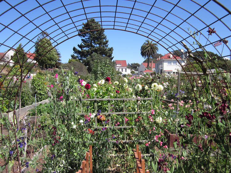 Fort Mason Community Garden