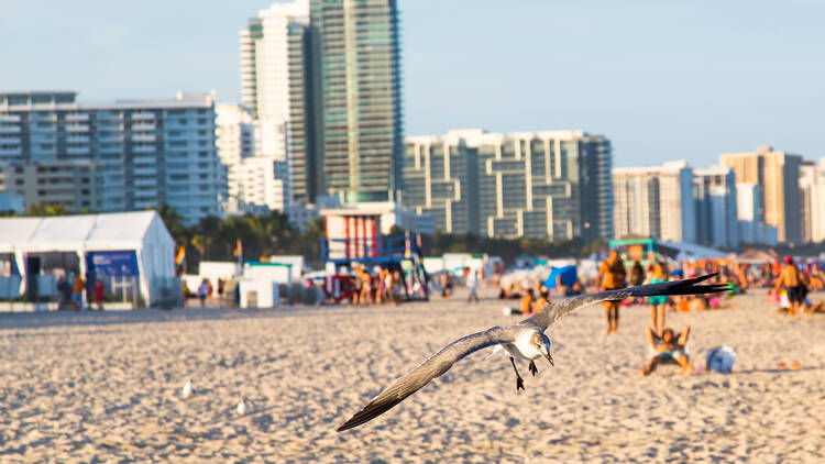 Seagulls on Miami Beach 