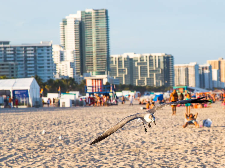 Seagulls on Miami Beach 