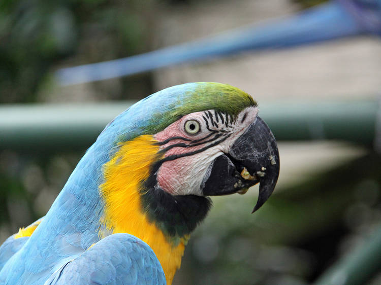 Florida Keys Wild Bird Rehabilitation Center 