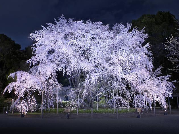 六義園 しだれ桜 六義園 しだれ桜