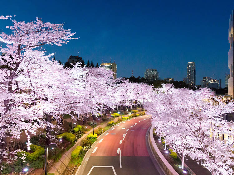 Cherry blossoms at Tokyo Midtown | Time Out Tokyo