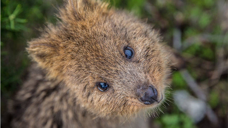 Meet cuddly quokkas