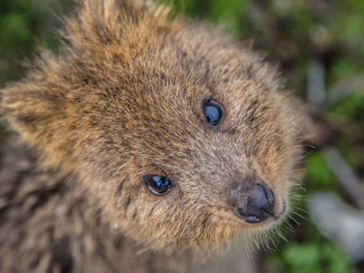 Meet cuddly quokkas