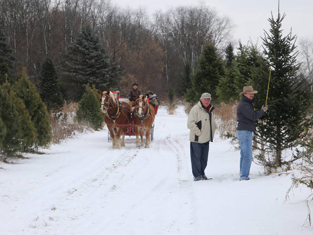 Ben's Christmas Tree Farm Ben's Christmas Tree Farm
