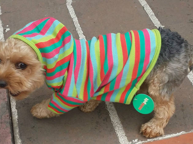 Zató Pet Zató Pet