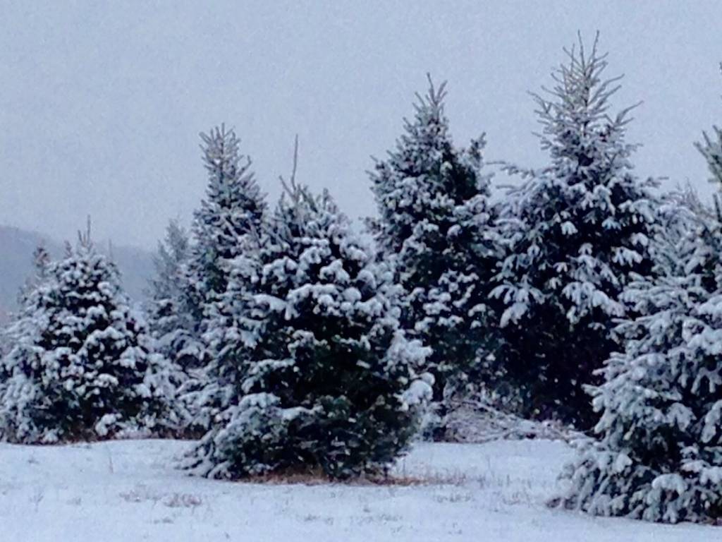 11 Places To Cut Down Your Own Christmas Tree Near Chicago