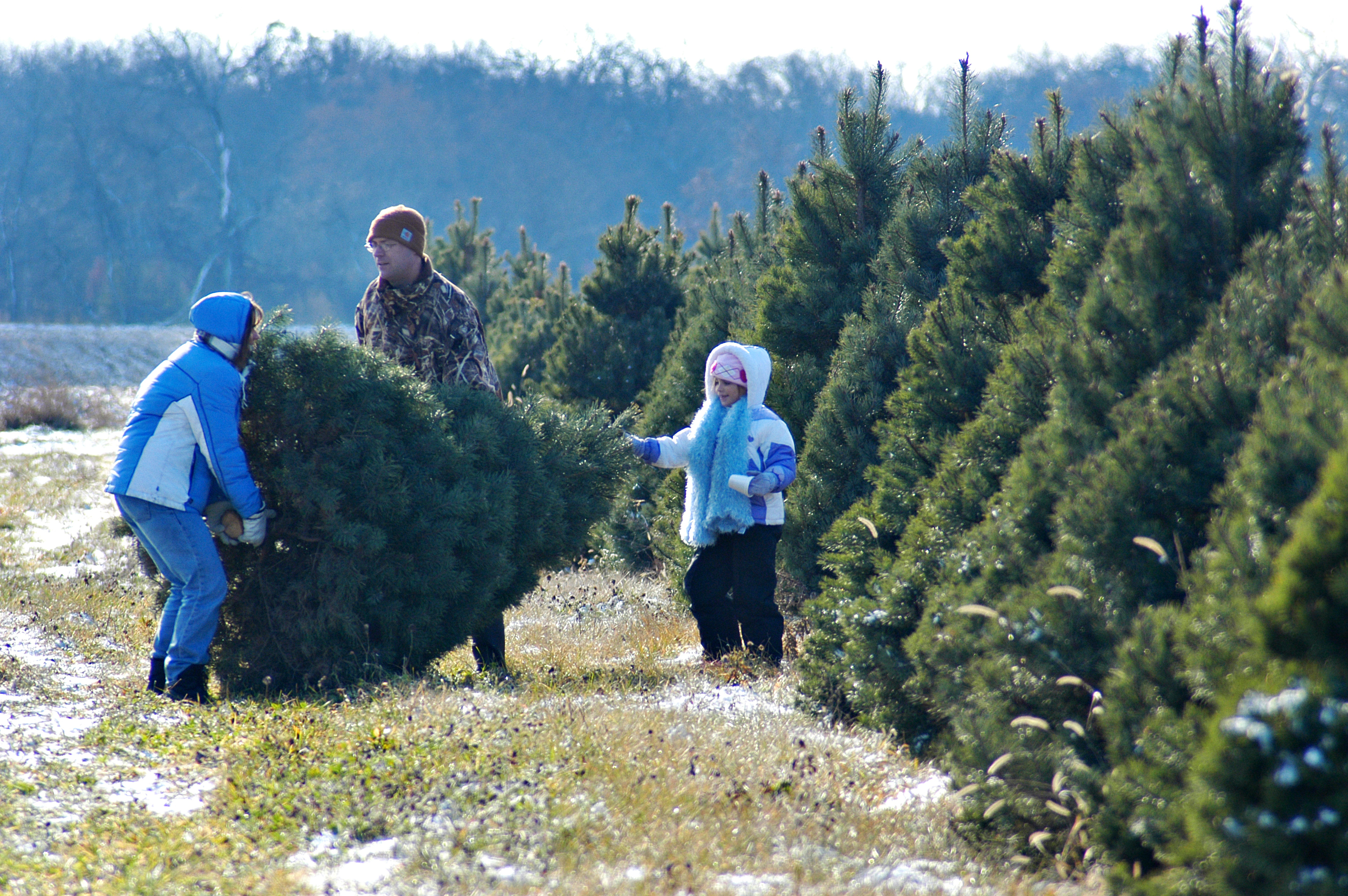 Cut Down Your Own Christmas Tree Near Me 2021 Christmas Ornaments